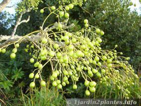 Un arbre décoratif: le margousier