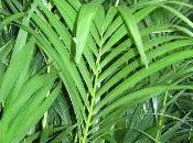 Kentia: palmier feuillage décoratif