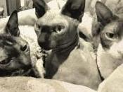 Nanowrimo (3ème) vies épisode (écrit août)