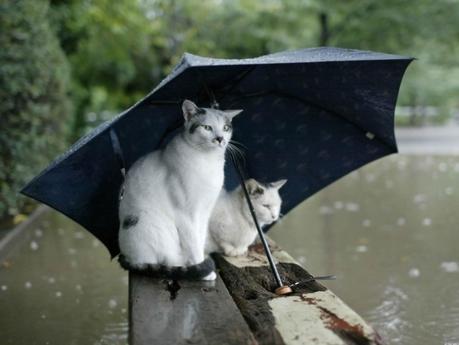 chats-et-parapluie.jpg
