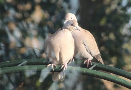 9 tourterelles 16 janv 2016 008 (1).jpg