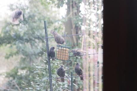 11 étourneaux veneux 18 janv 2016 009.jpg