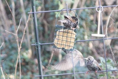 16 étourneaux 16 janv 2016 003 (3).jpg