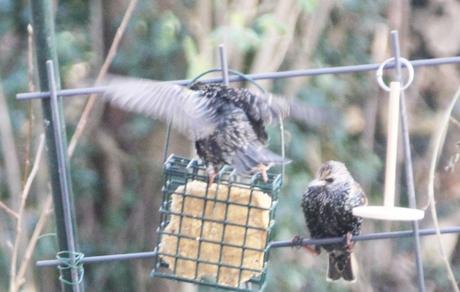 17 étourneaux 16 janv 2016 003 (2).jpg