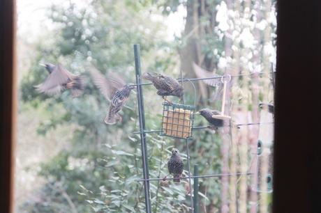 15 étourneaux veneux 18 janv 2016 013.jpg