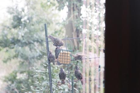 13 étourneaux veneux 18 janv 2016 011.jpg