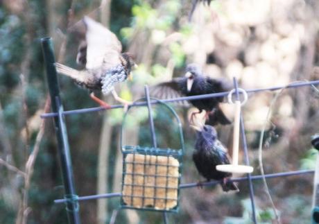 18 étourneaux combat veneux 15 janv 2016 006.jpg