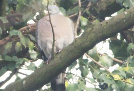 6 pigeon ramier veneux 18 janv 2016 003.jpg