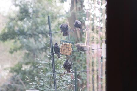 10 étourneaux veneux 18 janv 2016 007.jpg