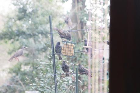 14 étourneaux veneux 18 janv 2016 012.jpg