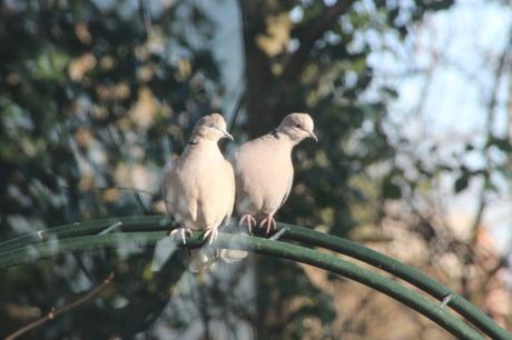 8 tourterelles 16 janv 2016 008 (2).jpg