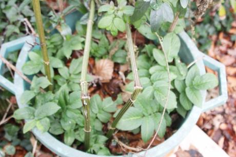 3 chinensis veneux 11 janv 2016 005.jpg