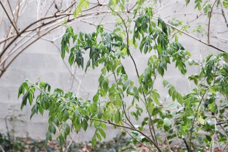 1 hookeri veneux 18 janv 2016 002.jpg