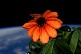Scott Kelly fleur espace 4