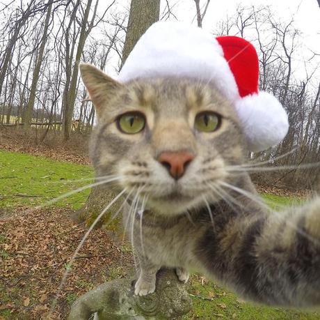 Ce chat est le roi des selfies