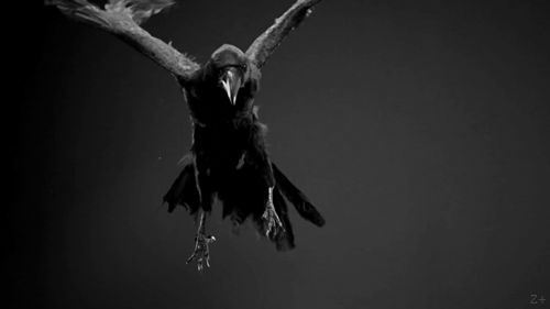 corbeau-oiseau-malheur-augure-L-yqzfFJ.gif