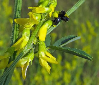 Mélilot officinal (Melilotus officinalis)