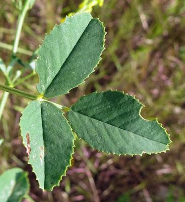 Mélilot officinal (Melilotus officinalis)