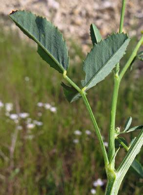 Mélilot officinal (Melilotus officinalis)