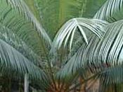 cyca, mi-chemin entre fougère palmier, cette plante souvent cultivée comme d'ornement verte pot.