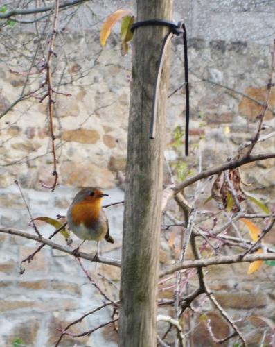 rouge-gorge, robin, oiseau, bird