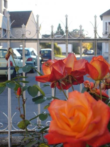 rose, orange, araignée, spider, grille, portail, gate