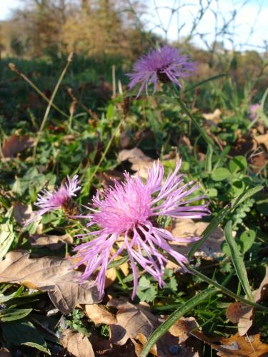 fleur, nature, flower, zoom, gros plan, centaurée, centaurea