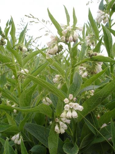 fleur, clochette, blanche, flower, white, bell