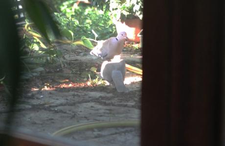 12 tourterelles 14 mai 2015 009.jpg