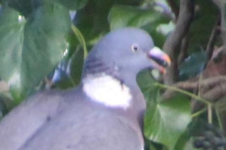 7 pigeon ramier graine près veneux 15 janv 2016 022.jpg