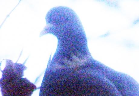 16 tourterelle des bois tête16 dec 005.jpg