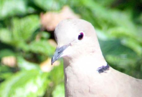 17 tourterelle tête veneux 27 mars 2014 024.jpg