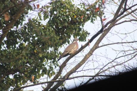 3 pigeon ramier veneux 1 janv 2016 019.jpg