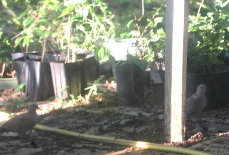 11 tourterelles 14 mai 2015 007.jpg