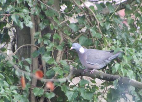 4 pigeon ramier veneux 15 janv 2016 020.jpg
