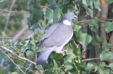 6 pigeon ramier graine rec veneux 15 janv 2016 022.jpg