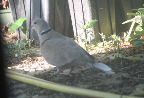 13 tourterelles 14 mai 2015 005.jpg