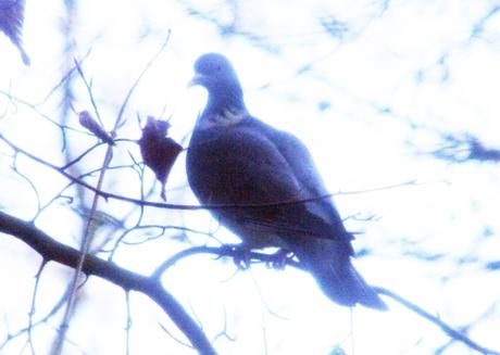 15 tourterelle des bois 16 dec 005.jpg