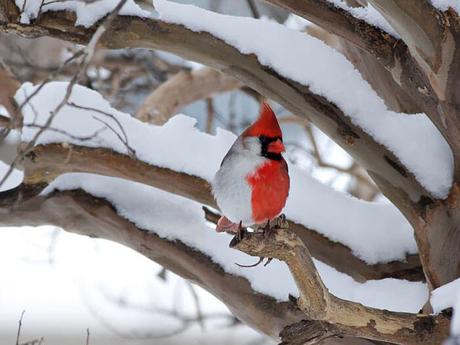 Cardinal rouge - Ce passereaux doit son nom à la couleur rouge du plumage du mâle qui rappelle les vêtements rouges des cardinaux catholiques. Il est présent au sud du Canada, dans l’est des États-Unis, au Mexique, et au nord du Guatemala et du Belize.