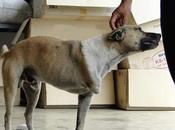 Thaïlande vies chiens, intants (vidéo)