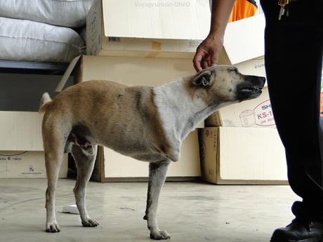 Thaïlande vies de chiens, intants (vidéo)