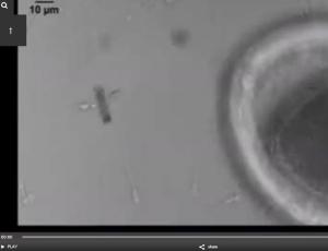 INFERTILITÉ: Aujourd'hui, pour rencontrer l'ovule, le spermatozoïde préfère être motorisé – NanoLetters, Science