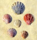 Summer - book 1 : The Summer I Turned Pretty