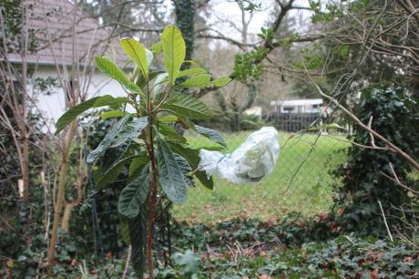 1 eriobotrya oliver veneux 22 janv 2016 008.jpg