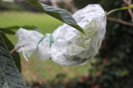 2 eriobotrya oliver romi 2 janv 2015 038.jpg