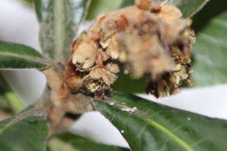 8 eriobotrya 1 veneux 22 janv 2016 012.jpg