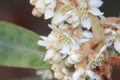 3 eriobotrya oliver veneux 12 nov 2015 007 (3).jpg