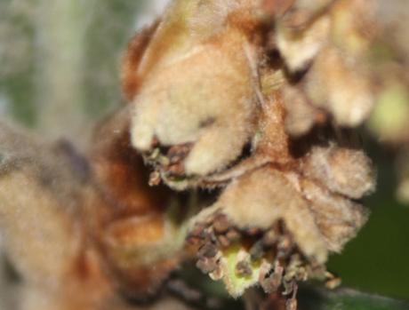 9 eriobotrya 1 veneux fr 22 janv 2016 012.jpg