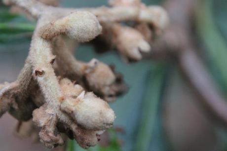 6 eriobotrya oliver veneux 22 janv 2016 010.jpg