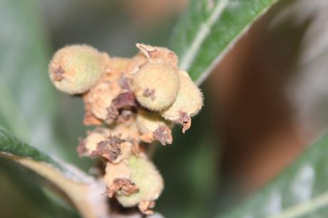 10 eriobotrya paris 10 fév 2015 072 (2).jpg